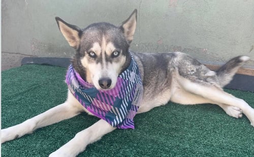 DIXIE - Husky available for adoption