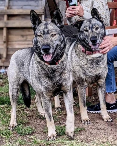 FREIDA AND DALLEN - Norwegian Elkhound available for adoption