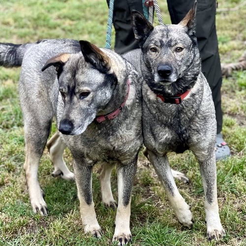 FREIDA AND DALLEN - Norwegian Elkhound available for adoption