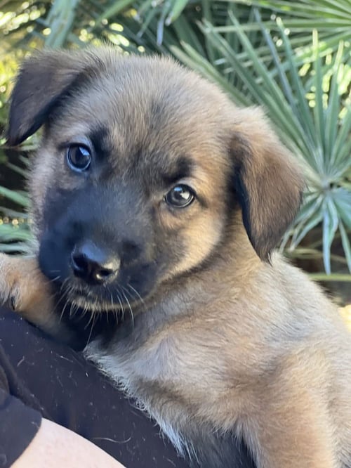 BEAN - Shepherd / Lhasa Apso available for adoption