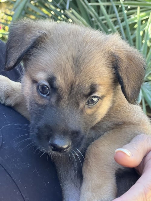 BEAN - Shepherd / Lhasa Apso available for adoption