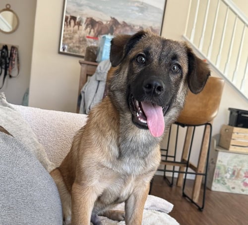 BEAN - Shepherd / Lhasa Apso available for adoption