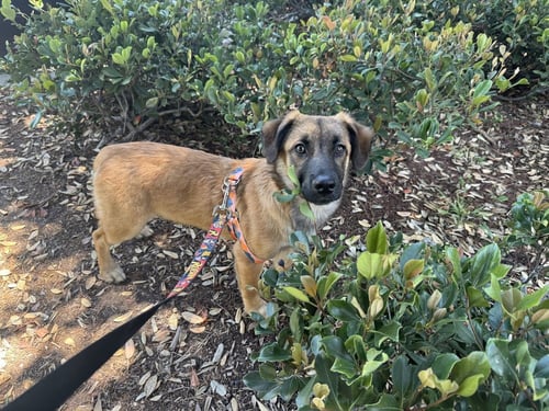 BEAN - Shepherd / Lhasa Apso available for adoption