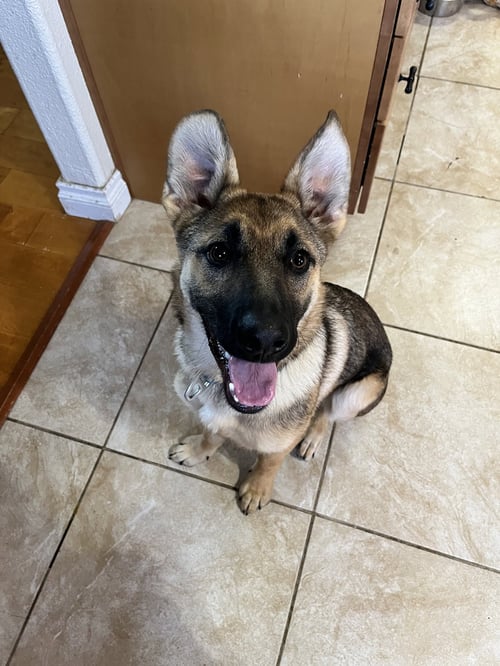 CHEYENNE - German Shepherd Dog / Shepherd available for adoption