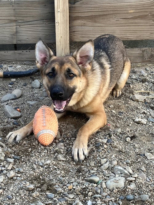 CHEYENNE - German Shepherd Dog / Shepherd available for adoption