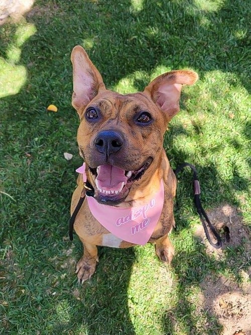 AVIA - Boxer / American Staffordshire Terrier available for adoption