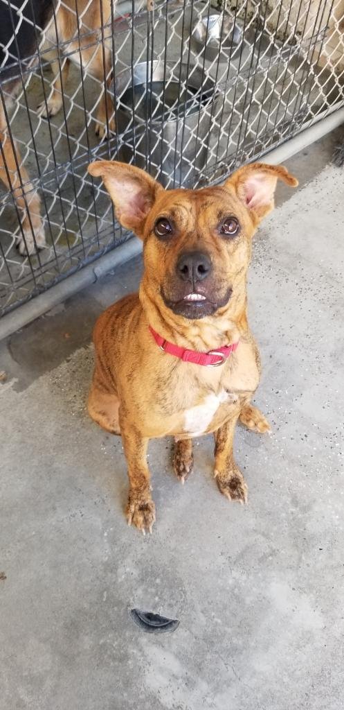AVIA - Boxer / American Staffordshire Terrier available for adoption