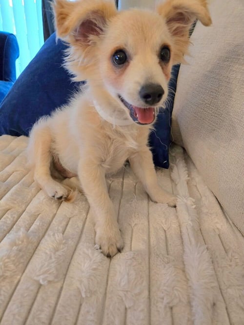 MARLEY - Pomeranian / Spaniel available for adoption