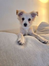 Marley - Photo 1