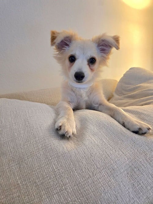 MARLEY - Pomeranian / Spaniel available for adoption