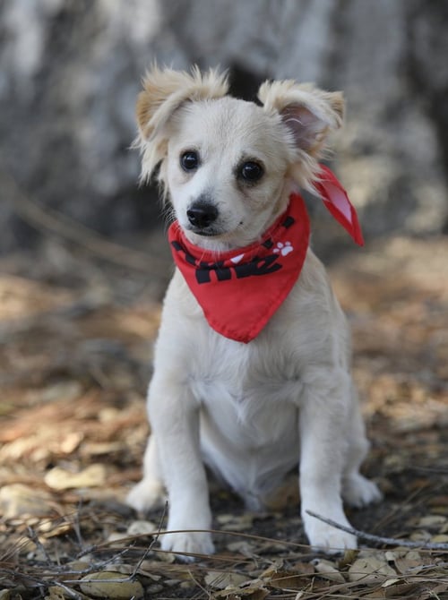MARLEY - Pomeranian / Spaniel available for adoption