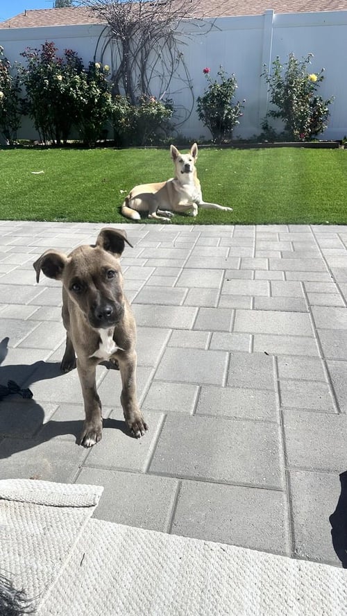 NALA - American Staffordshire Terrier available for adoption