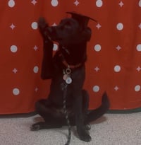 Draco - Photo 3