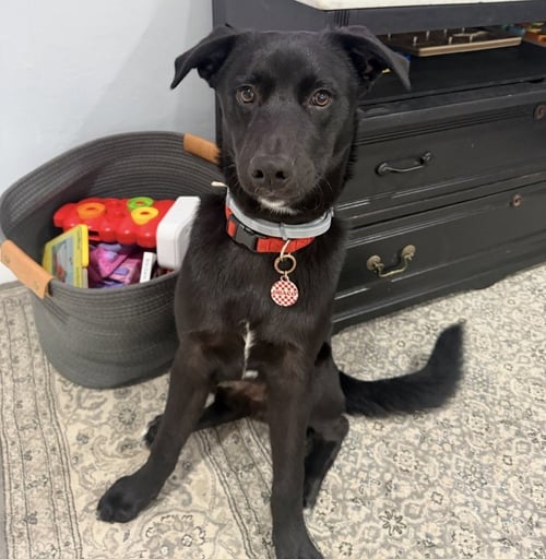 DRACO - Shepherd / Husky available for adoption