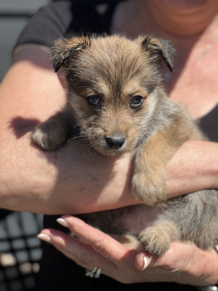 CLOVER - Havanese / Lhasa Apso available for adoption