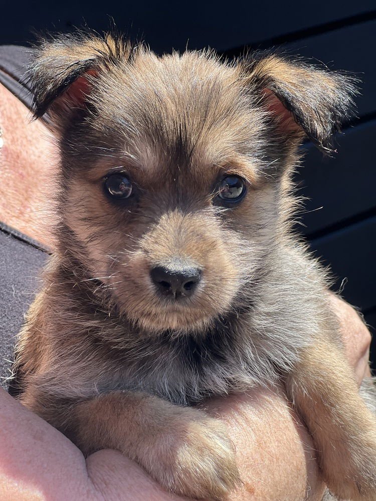 CLOVER - Havanese / Lhasa Apso available for adoption