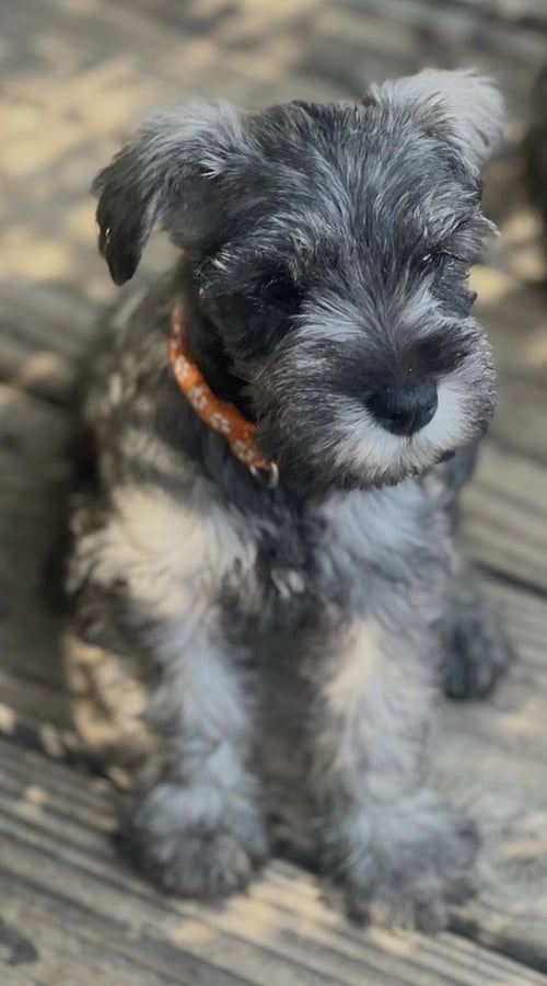 RUMER - Schnauzer available for adoption