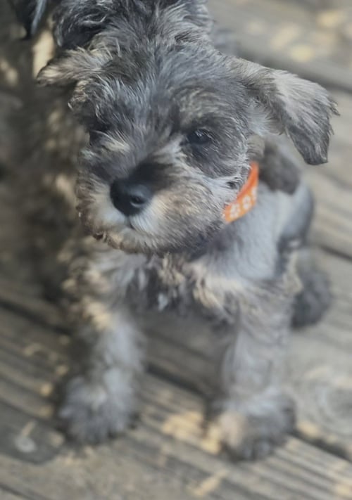 RUMER - Schnauzer available for adoption