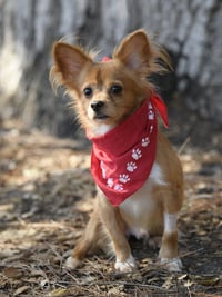 Mikey - Photo 1