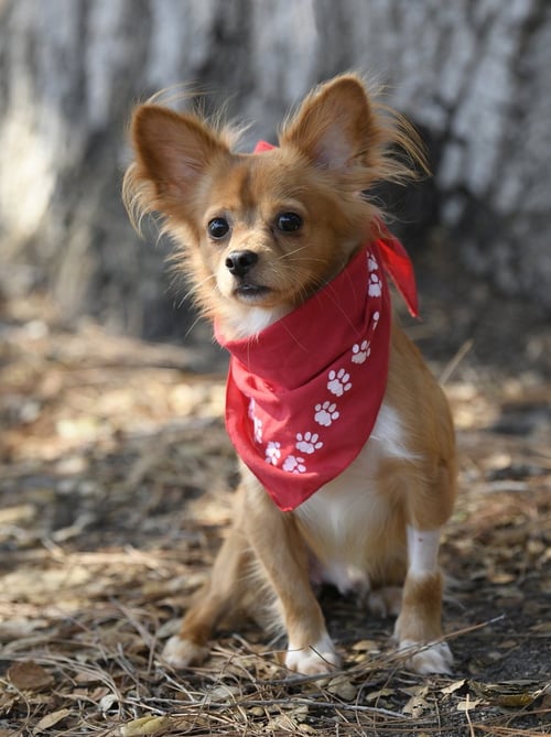 MIKEY - Papillon available for adoption