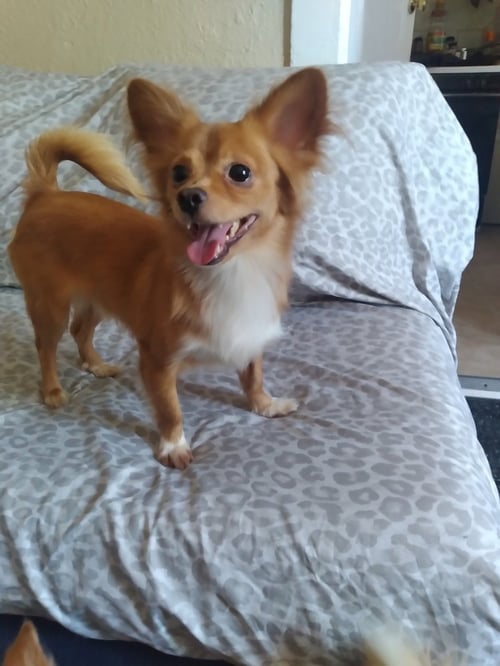 MIKEY - Papillon available for adoption