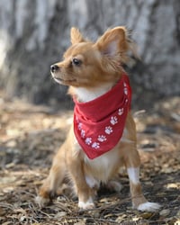 Mikey - Photo 2