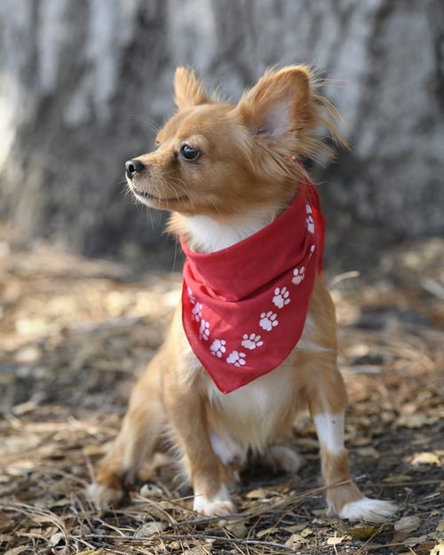 MIKEY - Papillon available for adoption