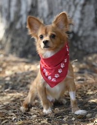 Mikey - Photo 3