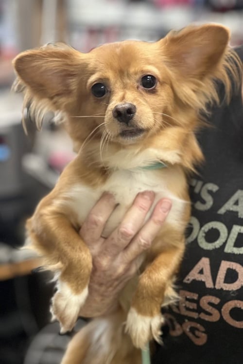 MIKEY - Papillon available for adoption
