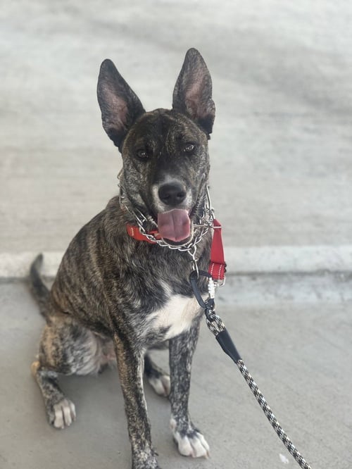 COCO - Dutch Shepherd available for adoption