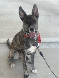 Coco - Photo 3