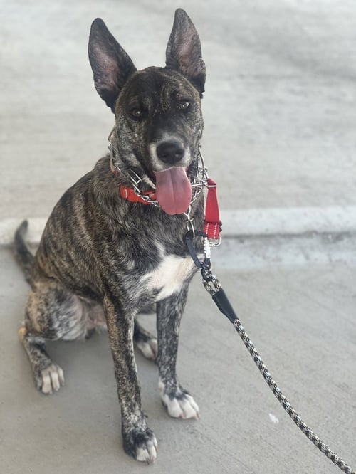 COCO - Dutch Shepherd available for adoption