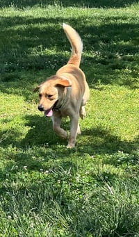 Biscuit - Photo 2