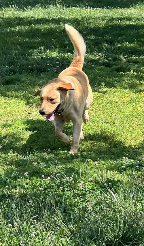 BISCUIT - Labrador Retriever available for adoption