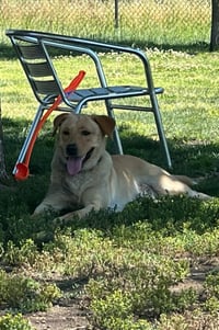 Biscuit - Photo 1