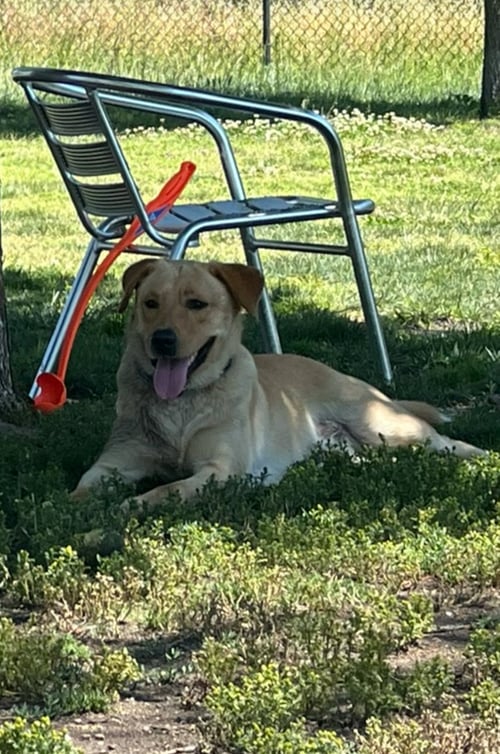 BISCUIT - Labrador Retriever available for adoption