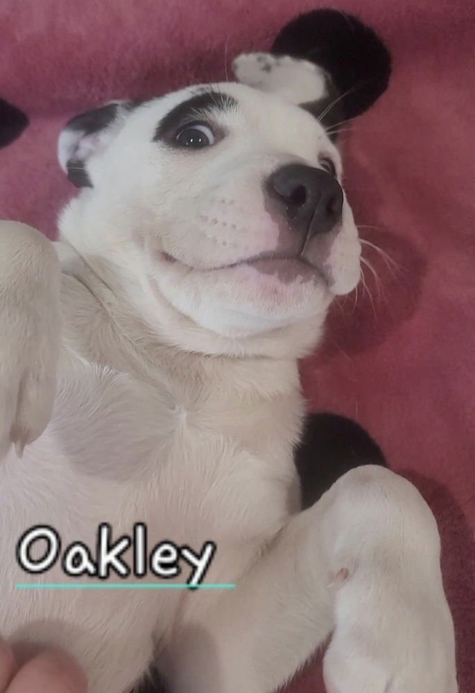 OAKLEY - Labrador Retriever / American Staffordshire Terrier available for adoption