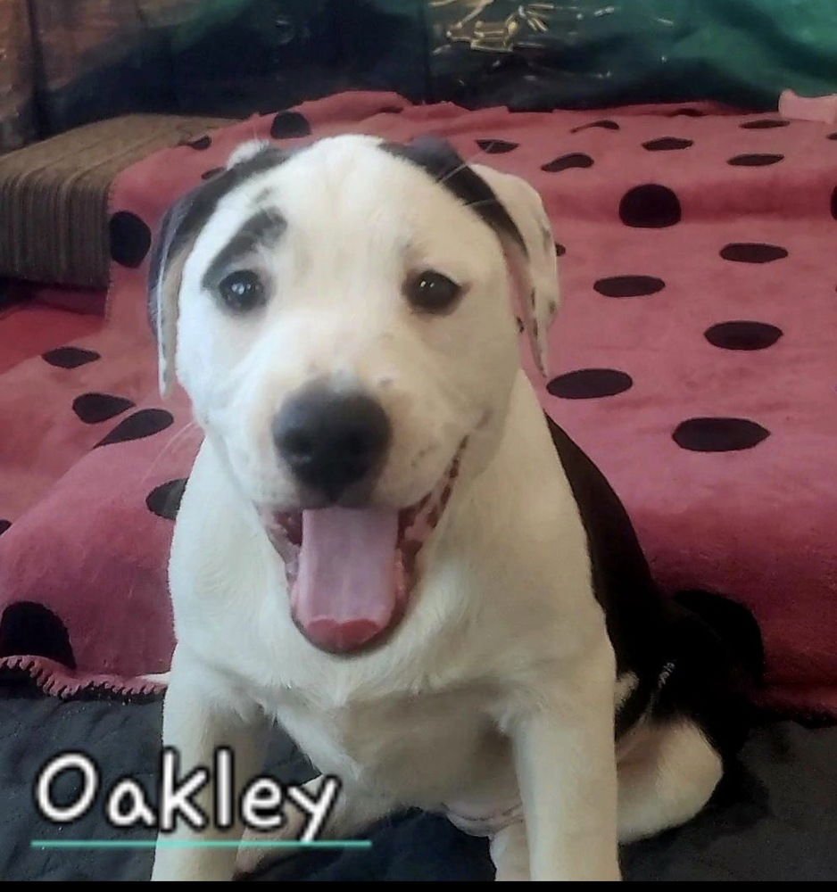 OAKLEY - Labrador Retriever / American Staffordshire Terrier available for adoption