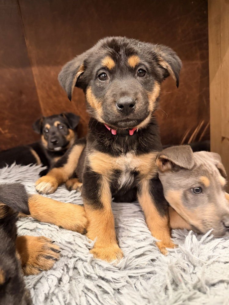 DAKOTA - Shepherd / Australian Cattle Dog/Blue Heeler available for adoption