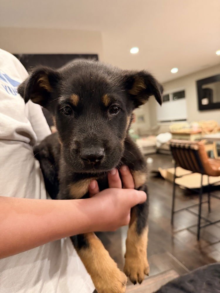 DAKOTA - Shepherd / Australian Cattle Dog/Blue Heeler available for adoption