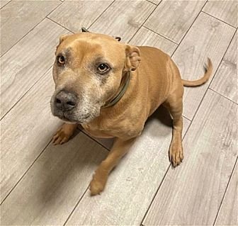 CHYNA - Terrier / American Staffordshire Terrier available for adoption