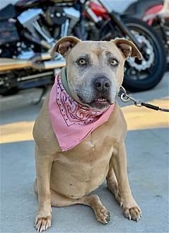 CHYNA - Terrier / American Staffordshire Terrier available for adoption