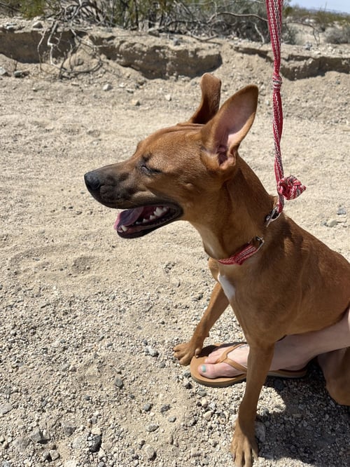 HARLIE - Labrador Retriever / Shepherd available for adoption