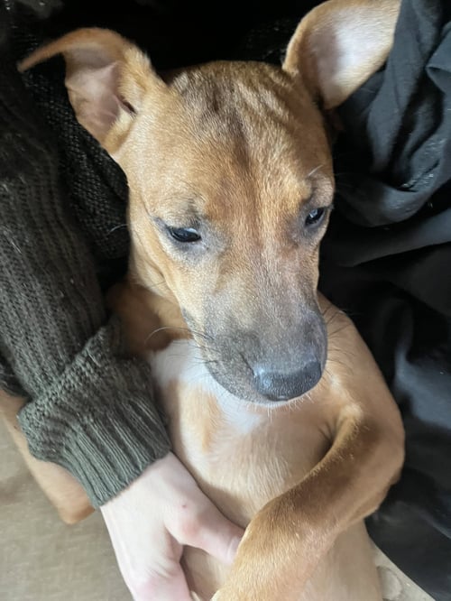 HARLIE - Labrador Retriever / Shepherd available for adoption
