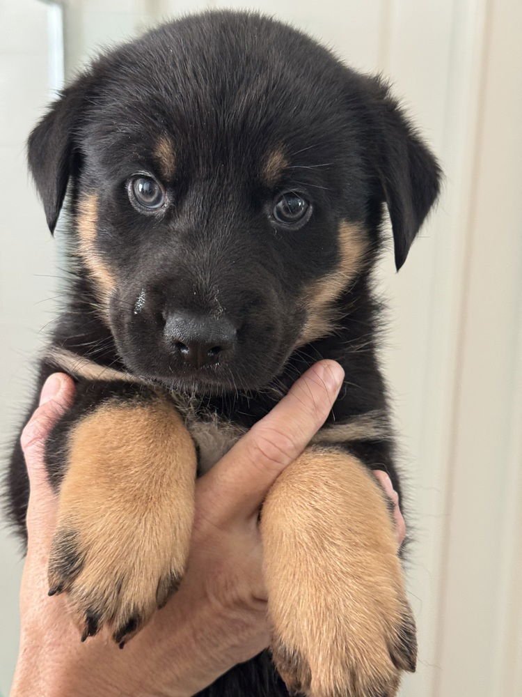 RODEO - German Shepherd Dog / Australian Shepherd available for adoption