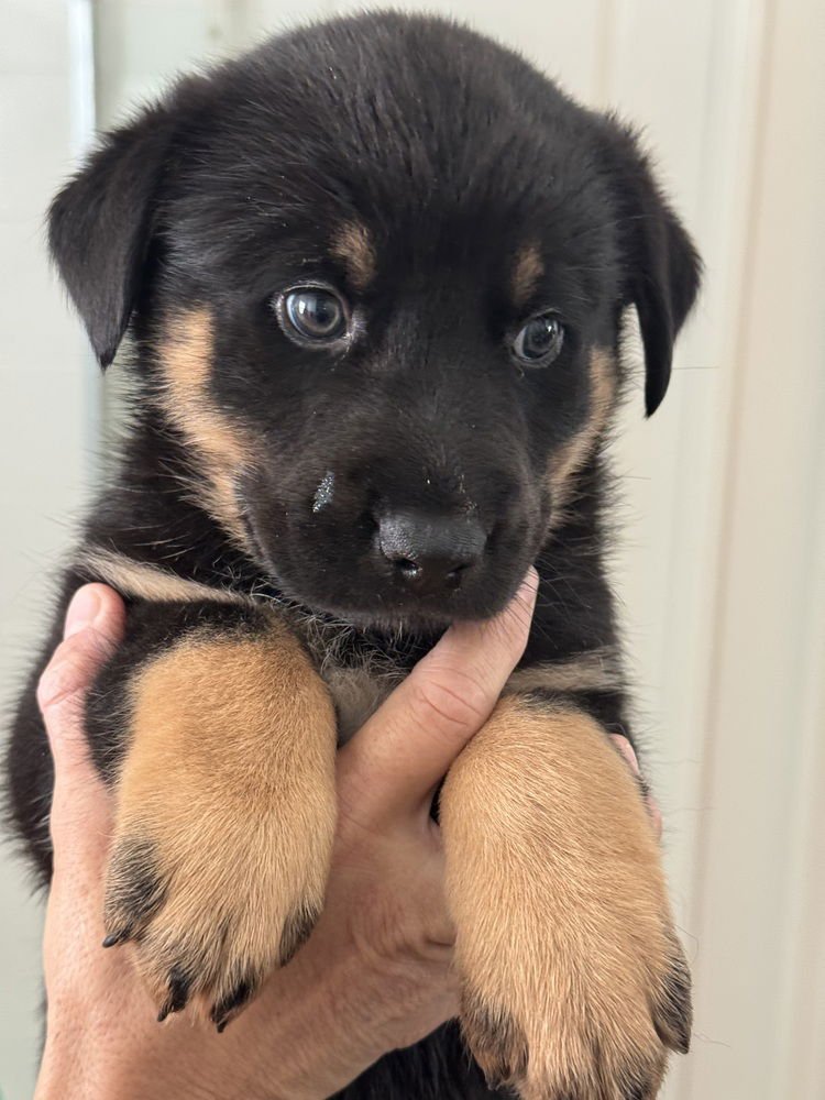 RODEO - German Shepherd Dog / Australian Shepherd available for adoption