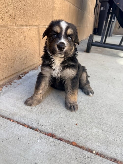 MURPHY - German Shepherd Dog available for adoption