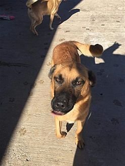 DURANGO - Hound / Retriever available for adoption