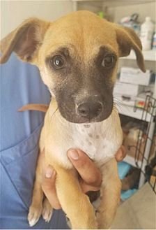 DURANGO - Hound / Retriever available for adoption