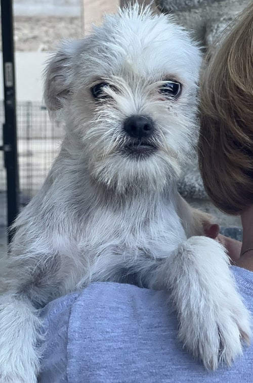 MONKEY - Terrier / Pug available for adoption